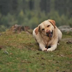 Master Paws 12" Bully Sticks Dog Chews - 4 Pack -Master Paws Sales Store 768303650000 Cadet MasterPaws12BullSTK4PK Lifestyle