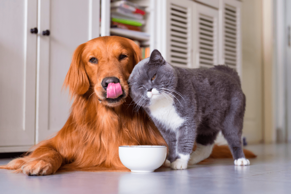 Master Paws Sales Store -Master Paws Sales Store 318